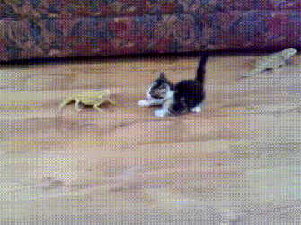 startle